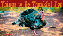 Things to Be Thankful For